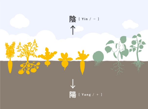 空へと向かって伸びる野菜（陰）と土へと伸びる野菜（陽）