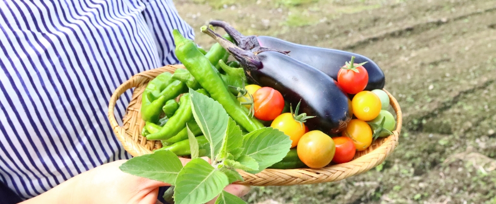 収穫した野菜